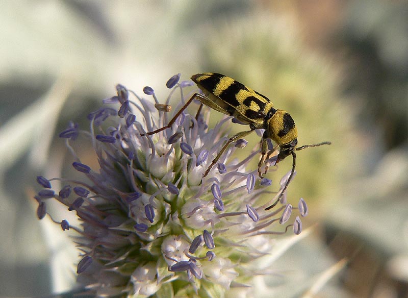 Chlorophorus varius (Cerambycidae)